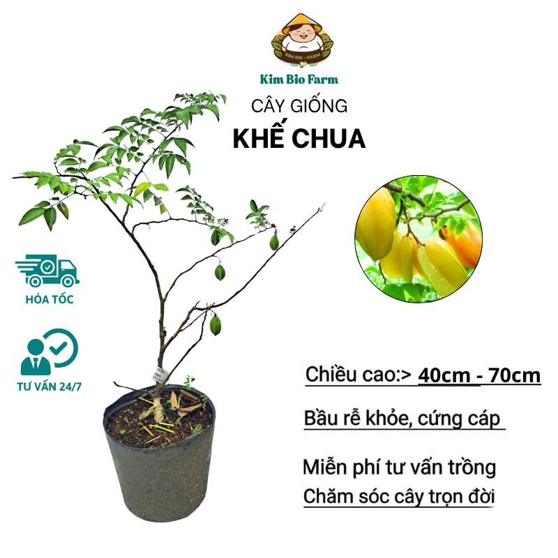 Cây Khế Chua KimBioFarm F1 Khỏe Mạnh, Đúng Giống, Sai Trái