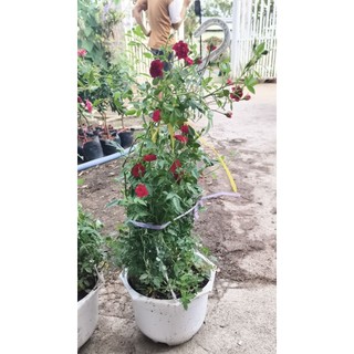 🌹 HỒNG LEO RŨ ĐỎ – SIÊU SAI HOA 🌹