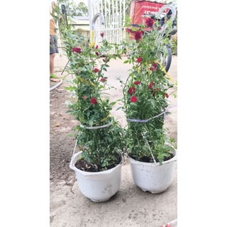 🌹 HỒNG LEO RŨ ĐỎ – SIÊU SAI HOA 🌹