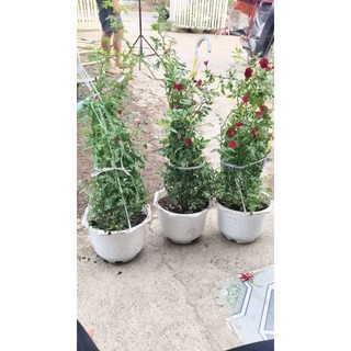 🌹 HỒNG LEO RŨ ĐỎ – SIÊU SAI HOA 🌹