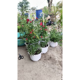 🌹 HỒNG LEO RŨ ĐỎ – SIÊU SAI HOA 🌹