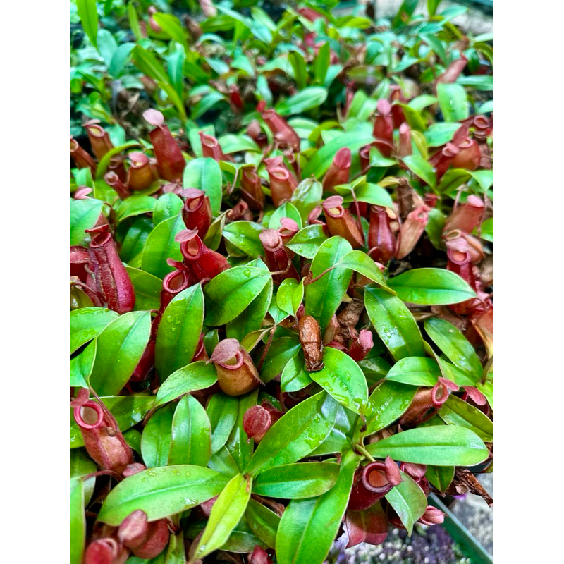 NẮP ẤM bẫy kep–  mini ĐỘC LẠ, BẮT CÔN TRÙNG, TRANG TRÍ CỰC CHẤT 🌿