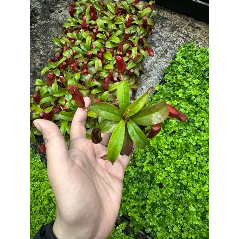 NẮP ẤM bẫy kep–  mini ĐỘC LẠ, BẮT CÔN TRÙNG, TRANG TRÍ CỰC CHẤT 🌿