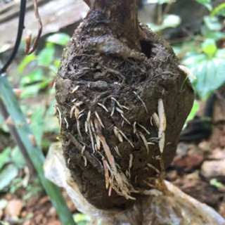 1kg RỄ LỤC BÌNH(Bèo Tây) Phơi Khô