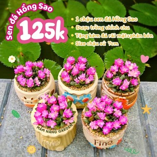 ​💖 SEN ĐÁ HỒNG SAO KÈM CHẬU SỨ [SIZE 7CM] - Cây Trồng Sẵn, Decor Bàn Làm Việc MẦM NẮNG GARDEN  lỗi 1 đền 1
