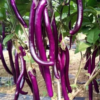 Hạt giống cà tím dài siêu trái -EGGPLANT SEEDS-200Hạt