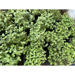 Chậu cây thài lài Nhật- hỗ trợ hạ đường huyết