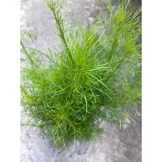 Chậu rau thì là sum xuê- rau gia vị có hương thơm đặc trưng