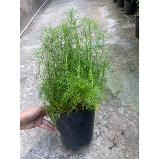 Chậu rau thì là sum xuê- rau gia vị có hương thơm đặc trưng