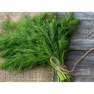 Chậu rau thì là sum xuê- rau gia vị có hương thơm đặc trưng