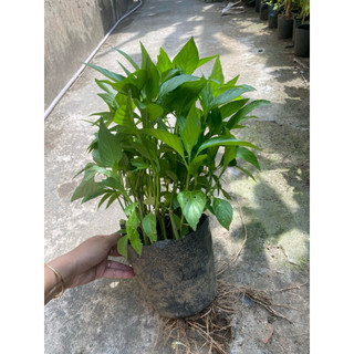 Chậu cây lá cẩm thái- tạo màu tím tự nhiên