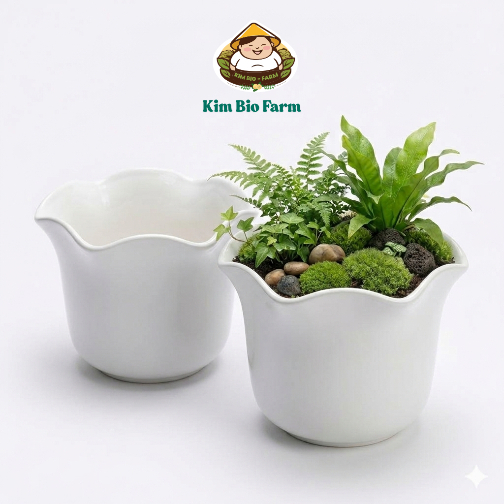 Chậu cây miệng Bèo 2 Tấc 20cm Nhựa Dày Cao Cấp Trồng Cây Cảnh Hoa Trang Trí