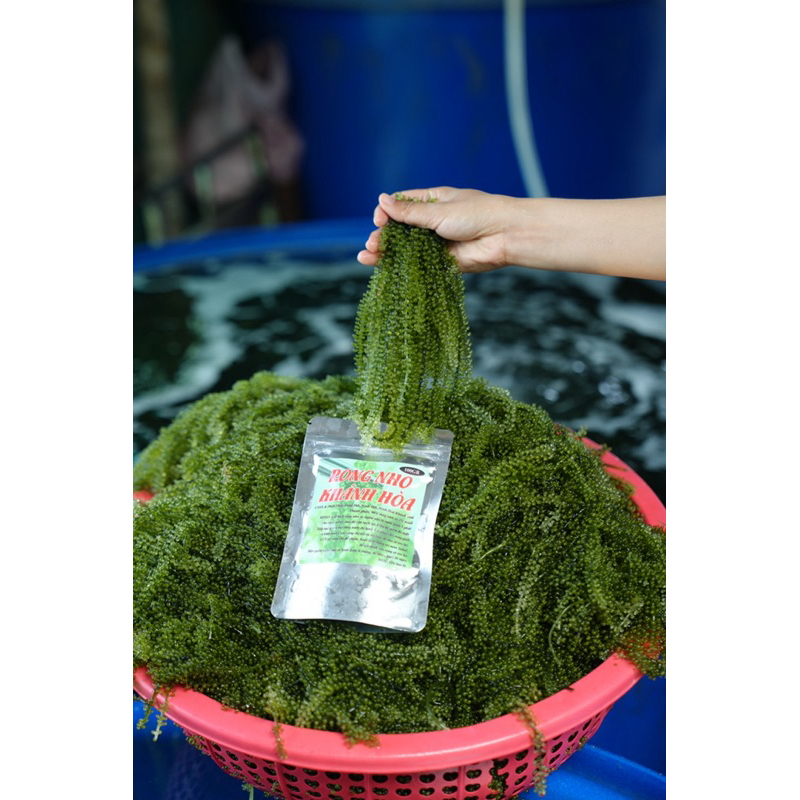 10 GÓI RONG NHO KHÁNH HOÀ (MỖI GÓI 100GR) KÈM SỐT MÈ RANG