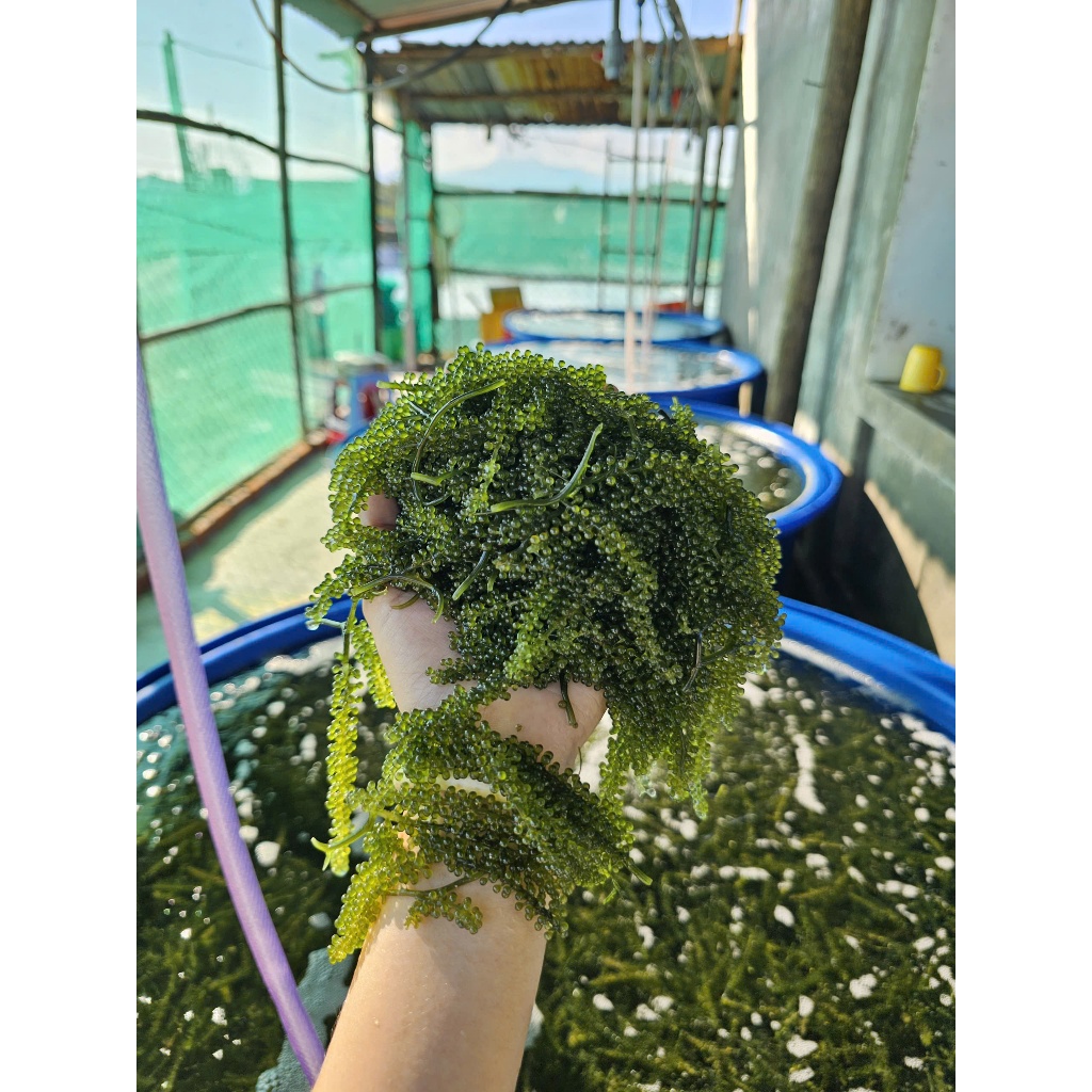 10 GÓI RONG NHO KHÁNH HOÀ (MỖI GÓI 100GR) KÈM SỐT MÈ RANG