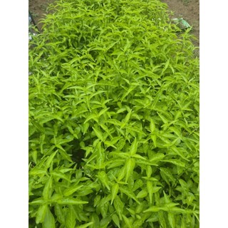 chậu cây xương khĩ lớn 15 cây 1 chậu cây như ảnh