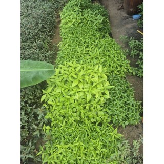 chậu cây xương khĩ lớn 15 cây 1 chậu cây như ảnh