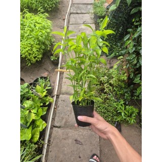 chậu cây xương khĩ lớn 15 cây 1 chậu cây như ảnh