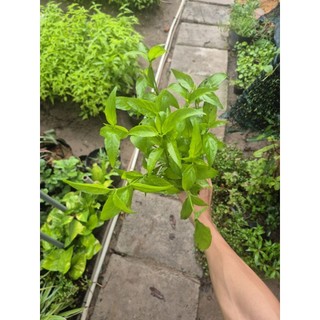 chậu cây xương khĩ lớn 15 cây 1 chậu cây như ảnh
