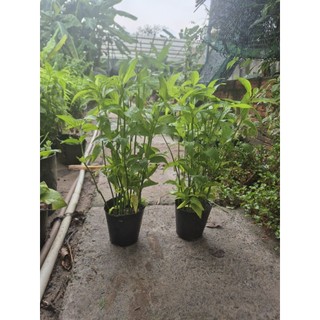 chậu cây xương khĩ lớn 15 cây 1 chậu cây như ảnh