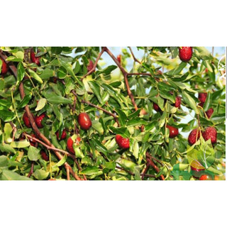 Táo Đỏ TÂN CƯƠNG CÔ GÁI Size Lớn Loại 1 Túi 500g Nhập Khẩu Trung Quốc - SHOP DẦU DOKRAK