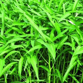 Hạt giống rau muống lá tre ăn giòn, ngon- Kangkong Seeds - 50viên