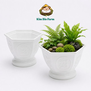 Chậu cây tùng cúc – Chậu trồng cây nhựa bền đẹp, form tròn chắc chắn, thoát nước tốt