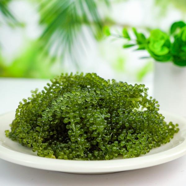 Rong Nho Tách Nước TASAMI - HỘP 75g – Rong Nho Ăn Liền, Giòn Ngon, Tốt Cho Sức Khỏe