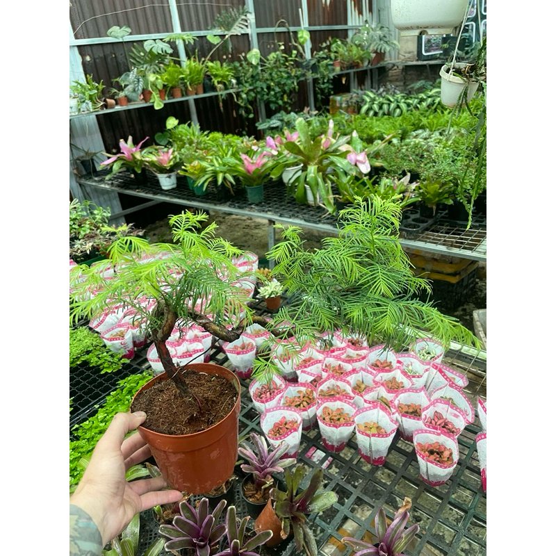 Thuỷ Sam Metasequoia trồng thuỷ canh,bán cạn