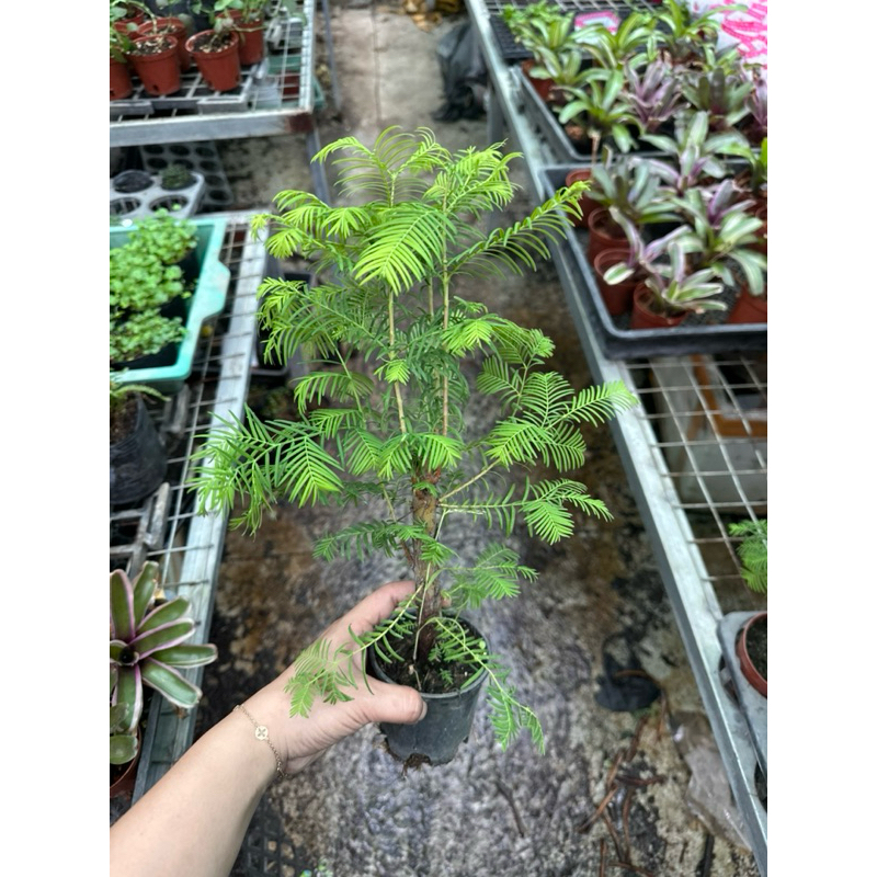 Thuỷ Sam Metasequoia trồng thuỷ canh,bán cạn