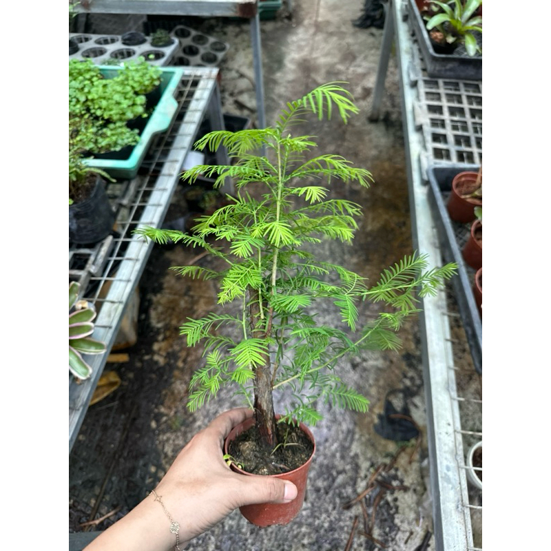 Thuỷ Sam Metasequoia trồng thuỷ canh,bán cạn