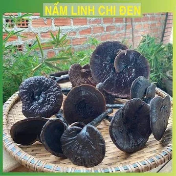 Nấm hắc chi (huyền chi), nấm linh chi đen sấy khô rừng tự nhiên Tây Bắc thượng hạng