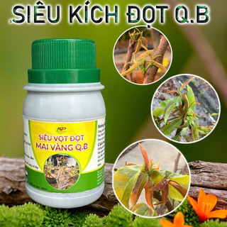 Siêu kích đọt mai vàng Q.B - Siêu vọt đọt, đọt khoẻ tươi tốt. Bón lá dày và xanh