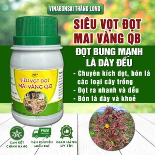 Siêu kích đọt mai vàng Q.B - Siêu vọt đọt, đọt khoẻ tươi tốt. Bón lá dày và xanh