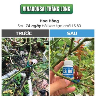 Keo Tạo Chồi LS80, Vinabonsai, Hũ 30gr, Tạo Mầm Tại Vị Trí Bất Kỳ, Không Suy Cây, Đen Chồi