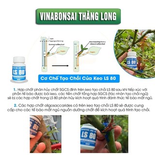 Keo Tạo Chồi LS80, Vinabonsai, Hũ 30gr, Tạo Mầm Tại Vị Trí Bất Kỳ, Không Suy Cây, Đen Chồi