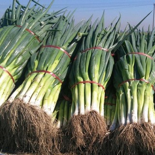 Hạt giống Hành lá gốc trắng,hành dương-Giant Green Onion Seed-300viên