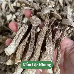 Nấm lộc nhung khô - Nguyên cây không vụn - Nấm dùng xào, nhúng lẩu hầm canh 100gr/500gr/1kg