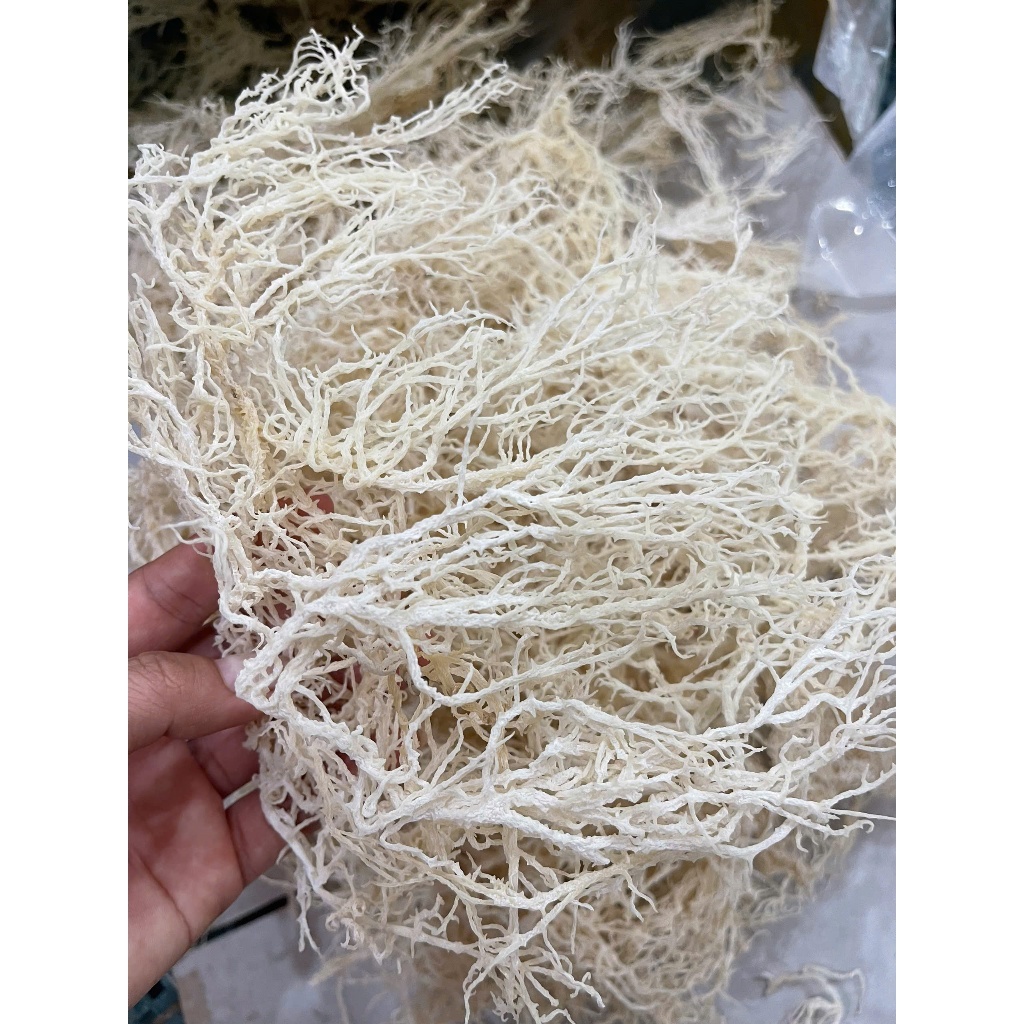 Rong sụn gai khô cứng - Rong sụn khô 7 nắng dùng làm gỏi, nấu chè