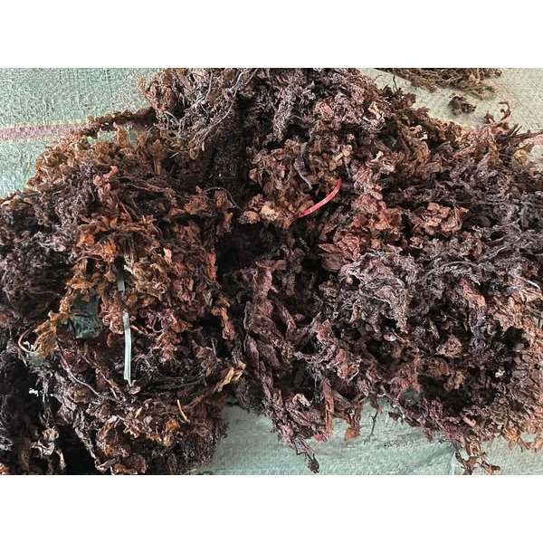 Túi 1kg rong mơ nấu nước sâm, nước mát giải khát, thanh nhiệt