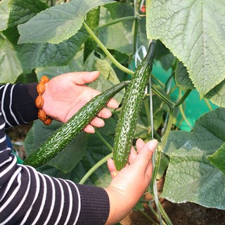 Hạt giống dưa chuột  siêu trái  -Long Cucumber-30viên