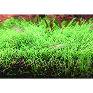 PHÂN NỀN NEO AQUARIO TÍCH HỢP CO2 2026 | Không cần bình CO2 vẫn trồng khỏe cây thủy sinh BAO 8L