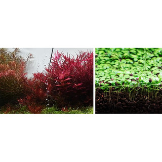 PHÂN NỀN NEO AQUARIO TÍCH HỢP CO2 2026 | Không cần bình CO2 vẫn trồng khỏe cây thủy sinh BAO 8L