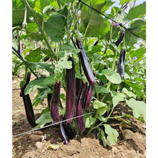 Hạt giống cà tím dài siêu trái -EGGPLANT SEEDS-200Hạt