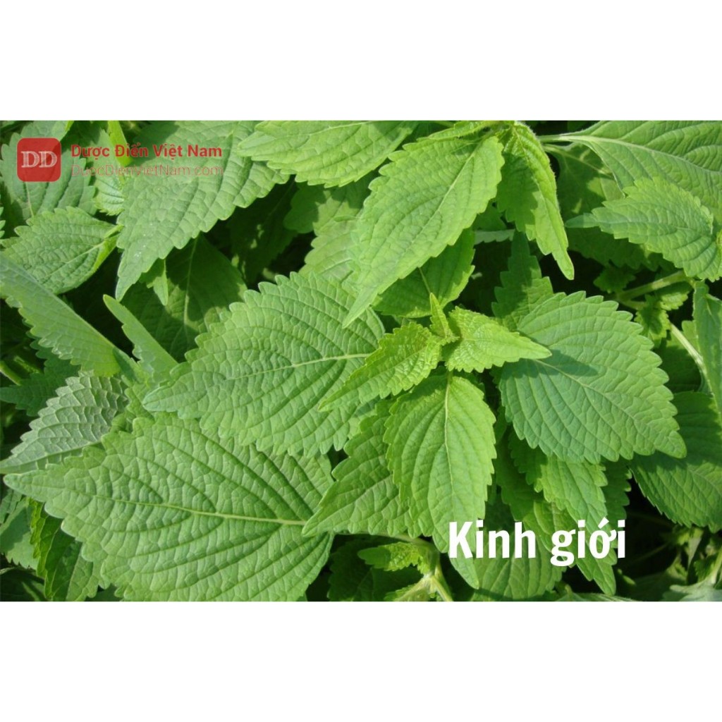 Hạt Giống Rau Kinh Giới gói 0,2gr, Rau Ăn Lá Trang Nông TN 55, Hạt Nảy Mầm Nhanh, Mạnh