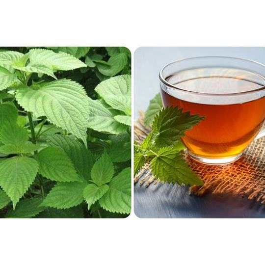 Hạt Giống Rau Kinh Giới gói 0,2gr, Rau Ăn Lá Trang Nông TN 55, Hạt Nảy Mầm Nhanh, Mạnh