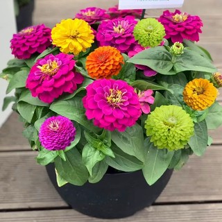 Hạt giống hoa cúc ngũ sắc Zinnia  -Zinnia Flower Seeds-100Hạt