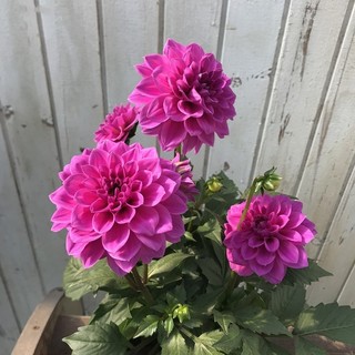 Hạt giống hoa thược dược  nhiều màu  - Dahlia Flower Seeds-100viên