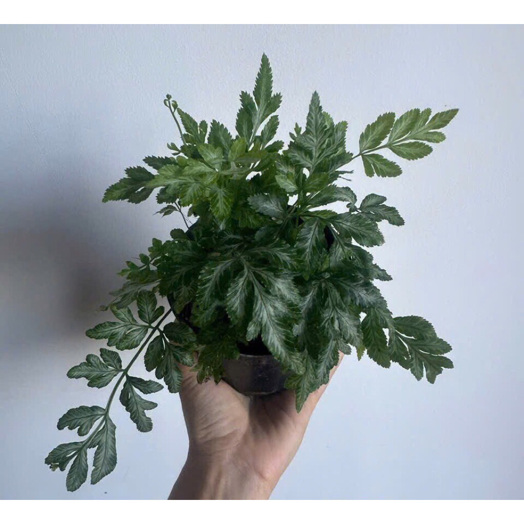 Dương xỉ lá tuyết,cây để bàn văn phòng, terrarium,bán cạn
