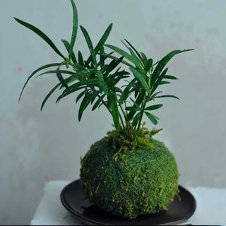 [[ Cầu rêu kokedama size 15cm. ]]