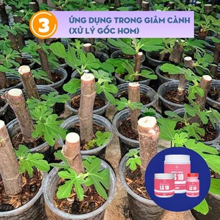 Keo Tạo Rễ Kích Rễ LS10 GreenHome, 100g – Ra Rễ Nhanh, Rễ Trắng Khỏe - Giâm Hom, Chiết Cành, Bonsai